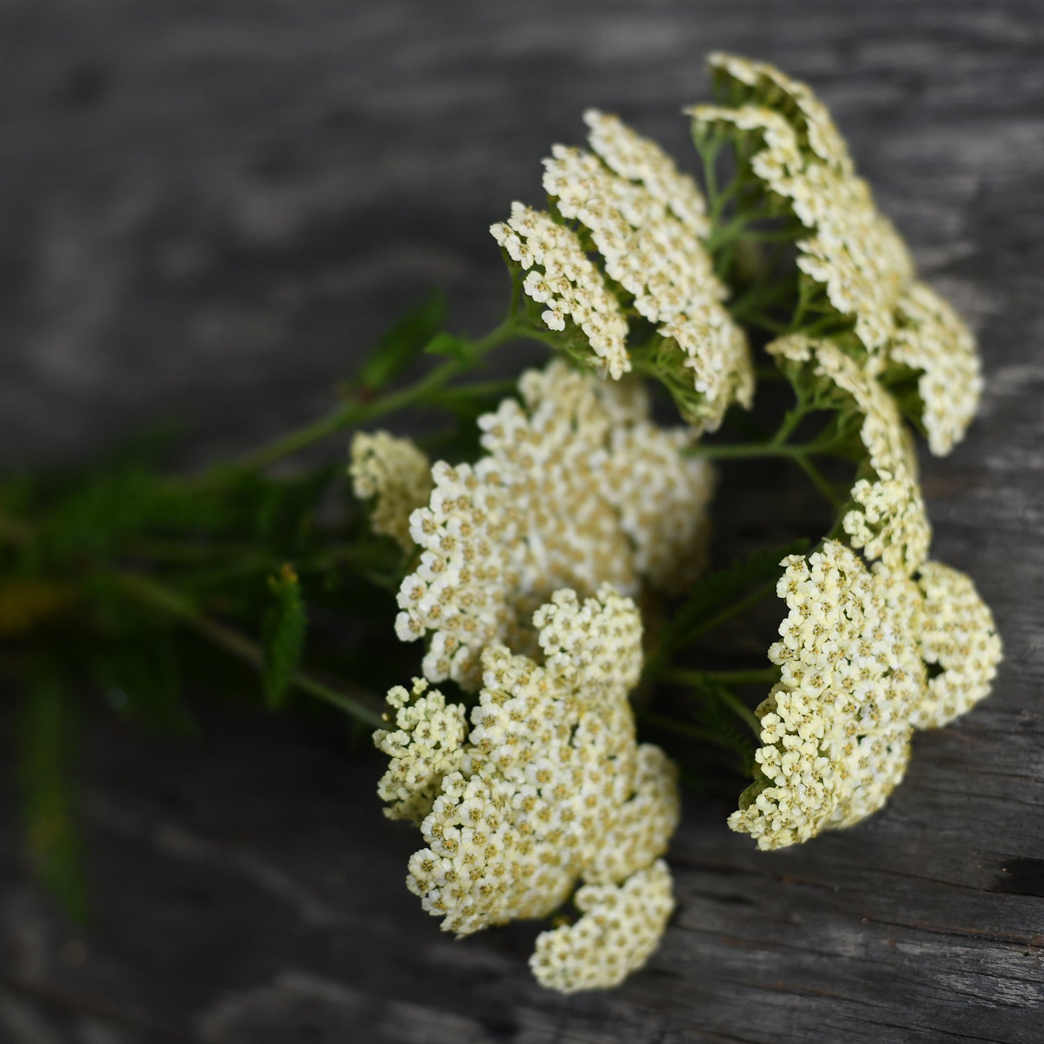 Yarrow - Pastel Yellow