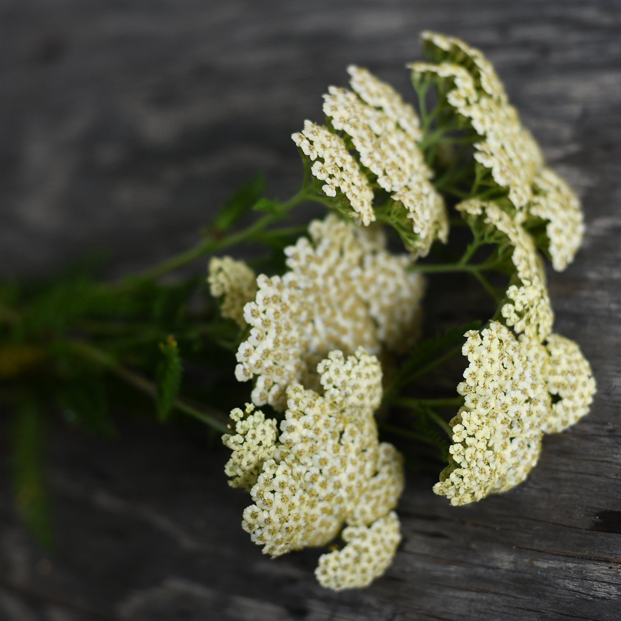 Yarrow - Pastel Yellow