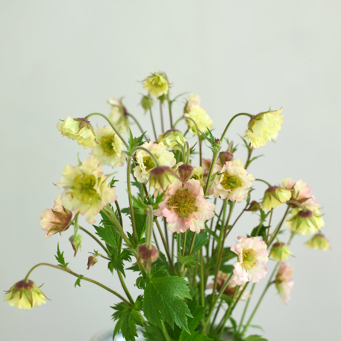 Geum - Pretticoats Peach