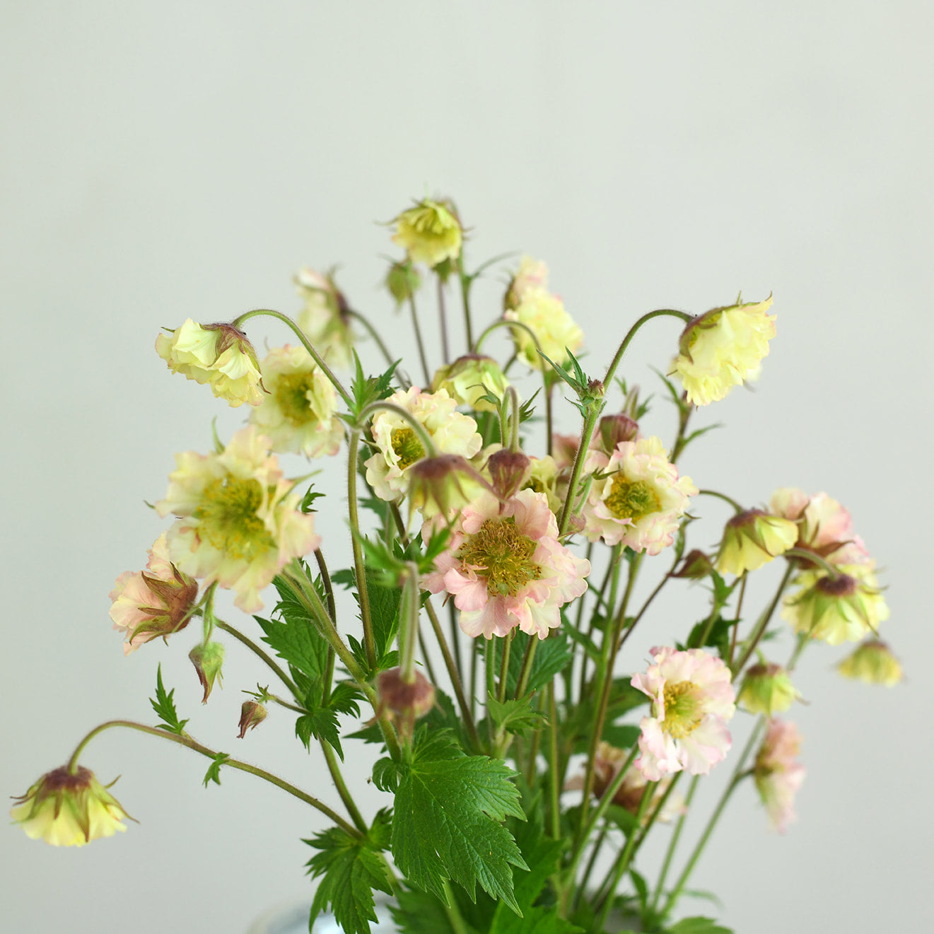 Geum - Pretticoats Peach