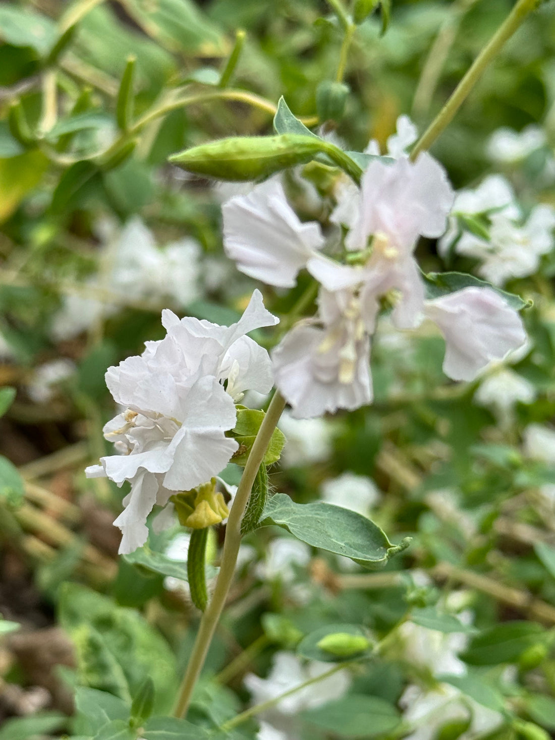 Clarkia Elegans White (5 stems)