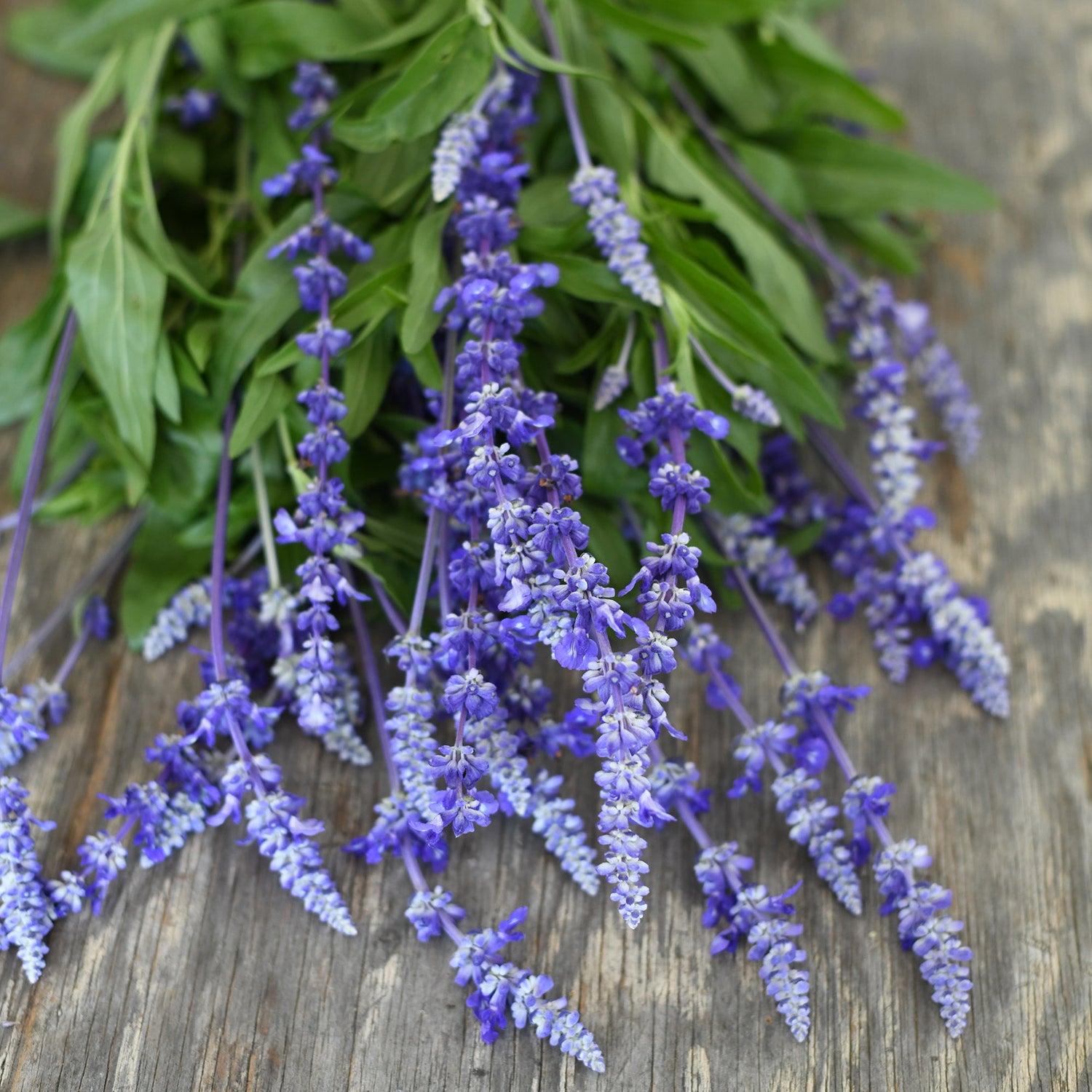 Salvia - Victoria Blue