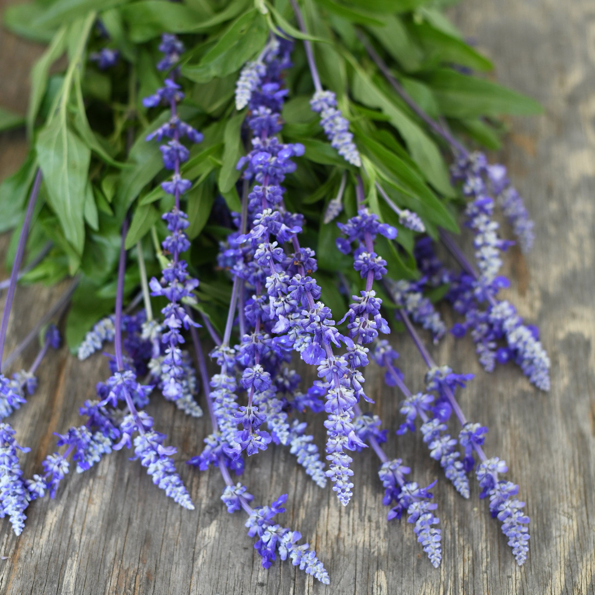 Salvia - Victoria Blue