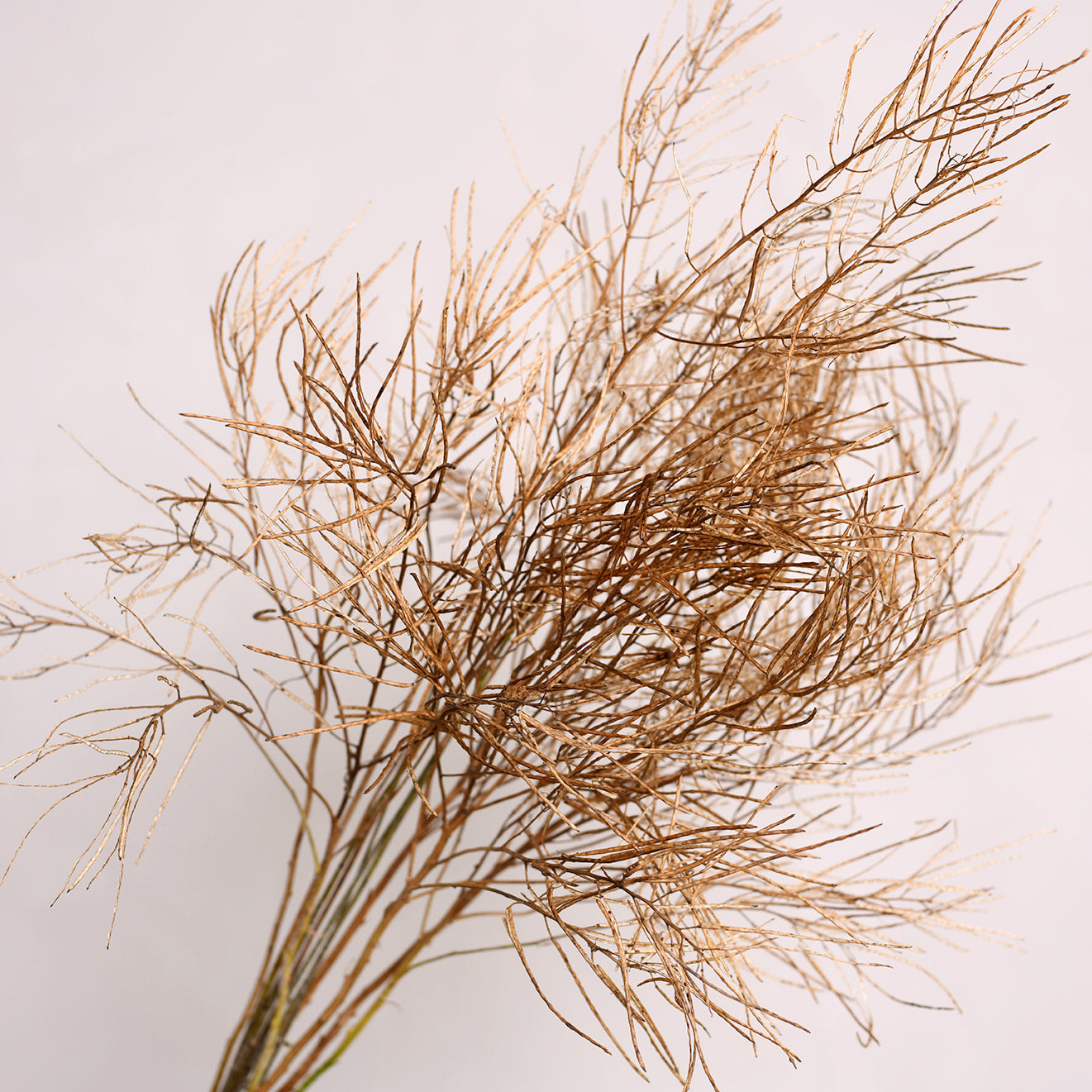 Dried Hesperis Seed Pods