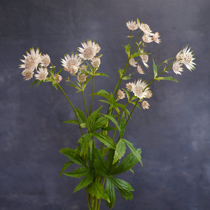 Astrantia - Alba