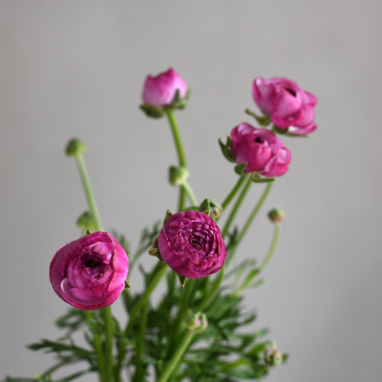 Ranunculus - Amandine Purple Jean