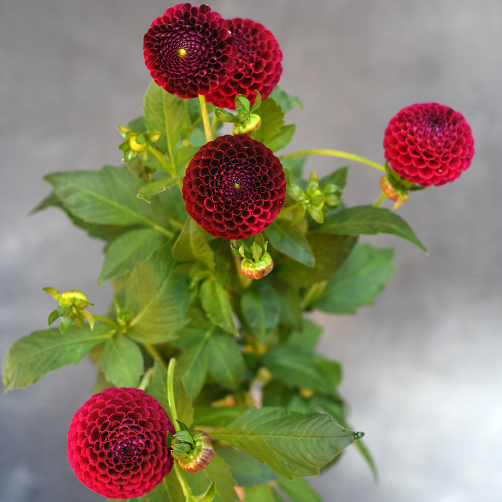 Dahlia - Crossfield Ebony
