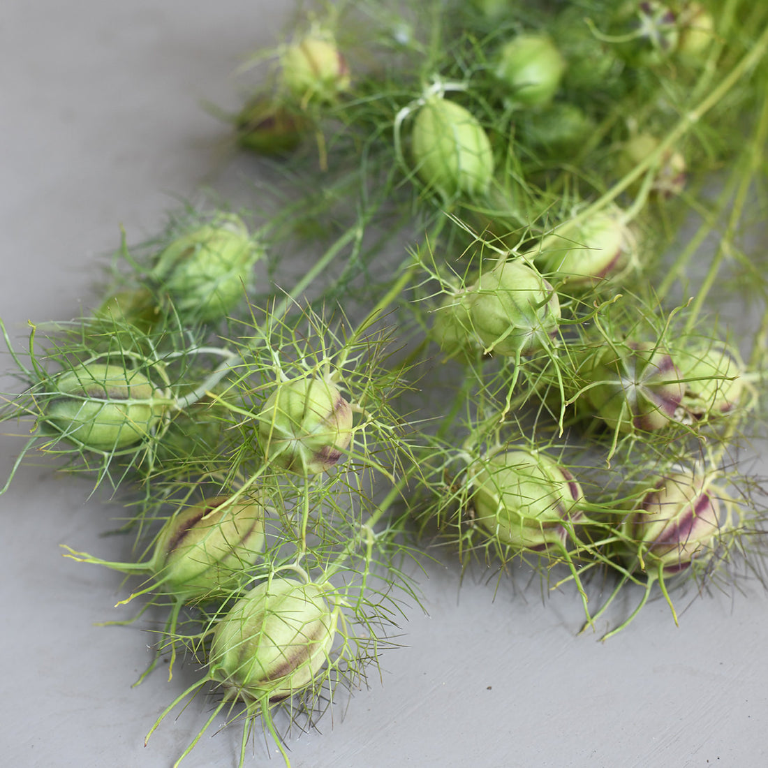 Nigella - Miss Jekyll Dark Blue