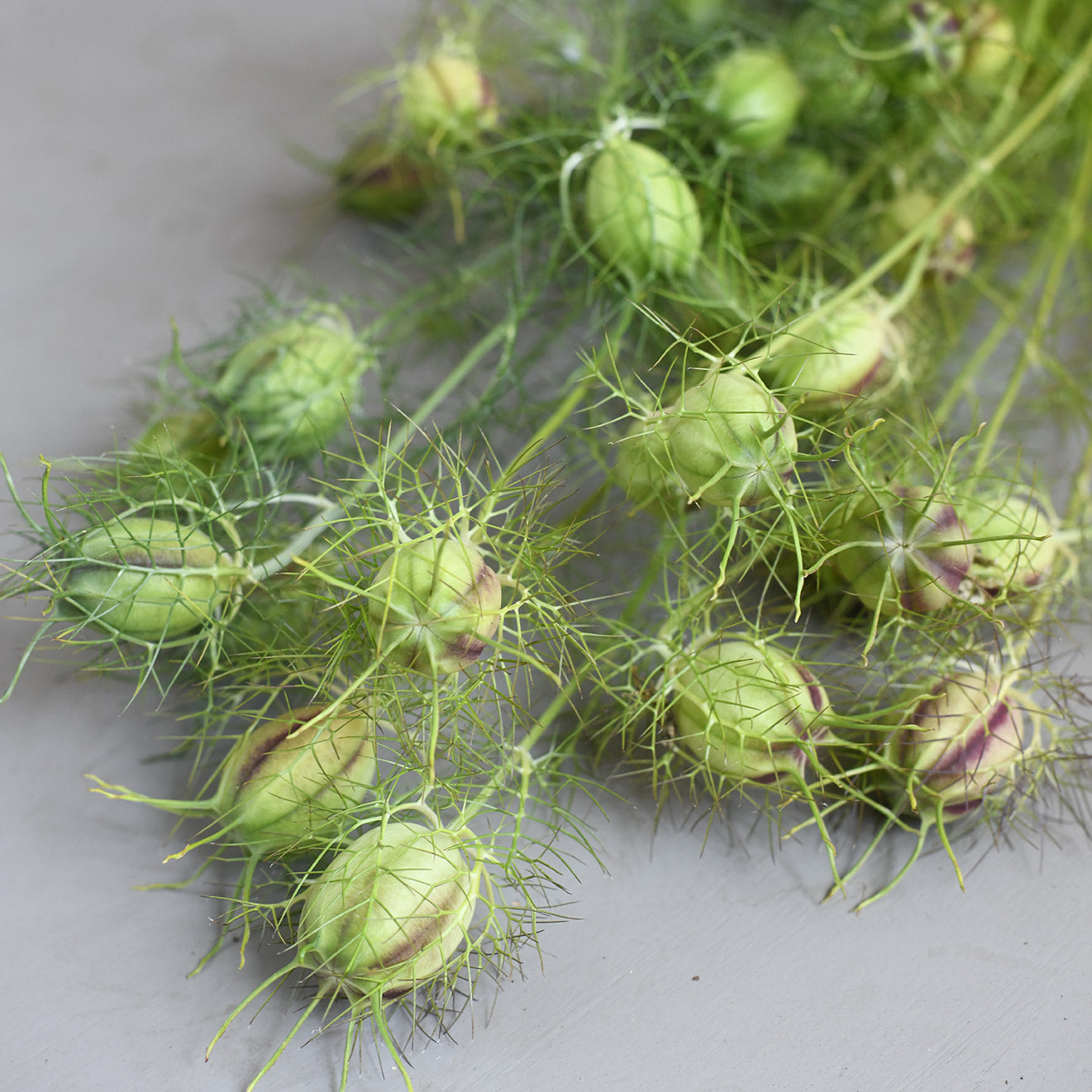 Nigella - Miss Jekyll Dark Blue