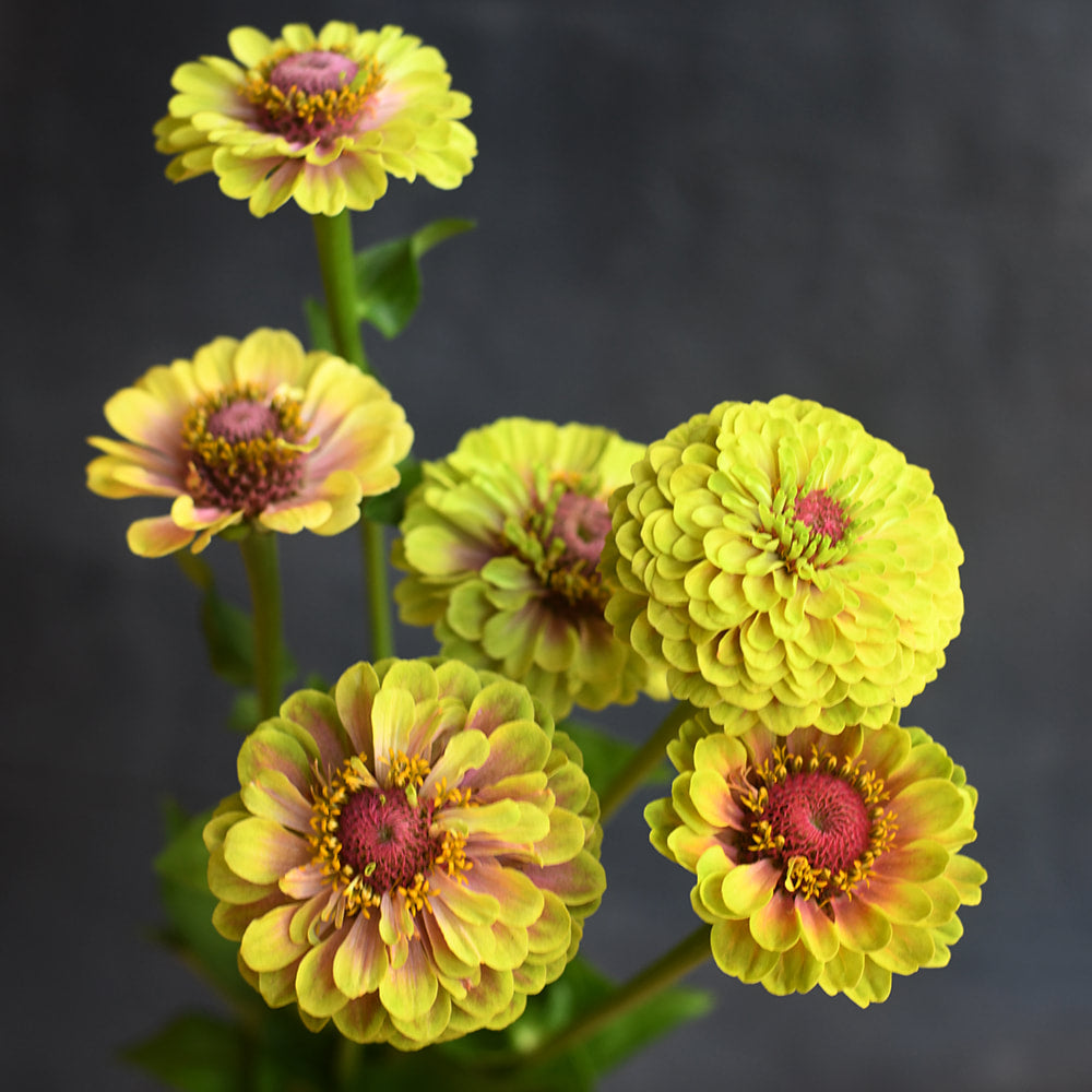 Zinnia - Queen Lime Blush