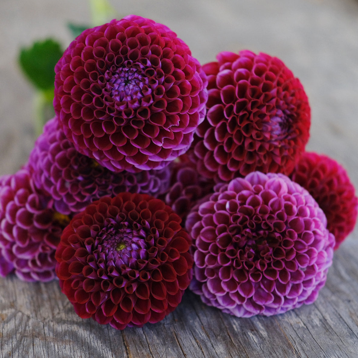 Dahlia - Ivanetti