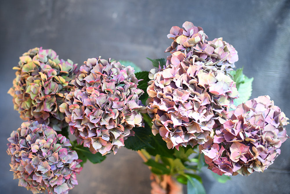 Hydrangea - Antiqued