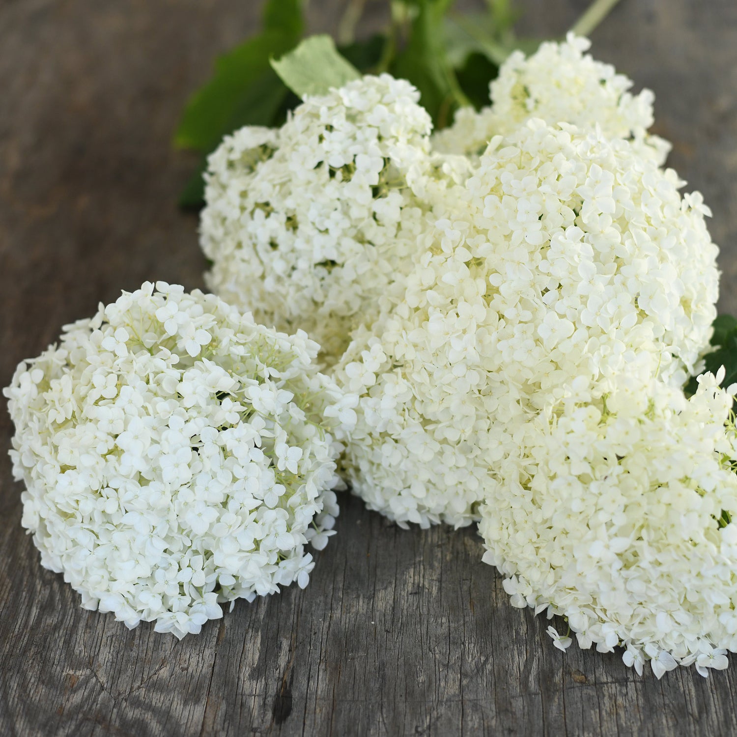Hydrangea - Limelight