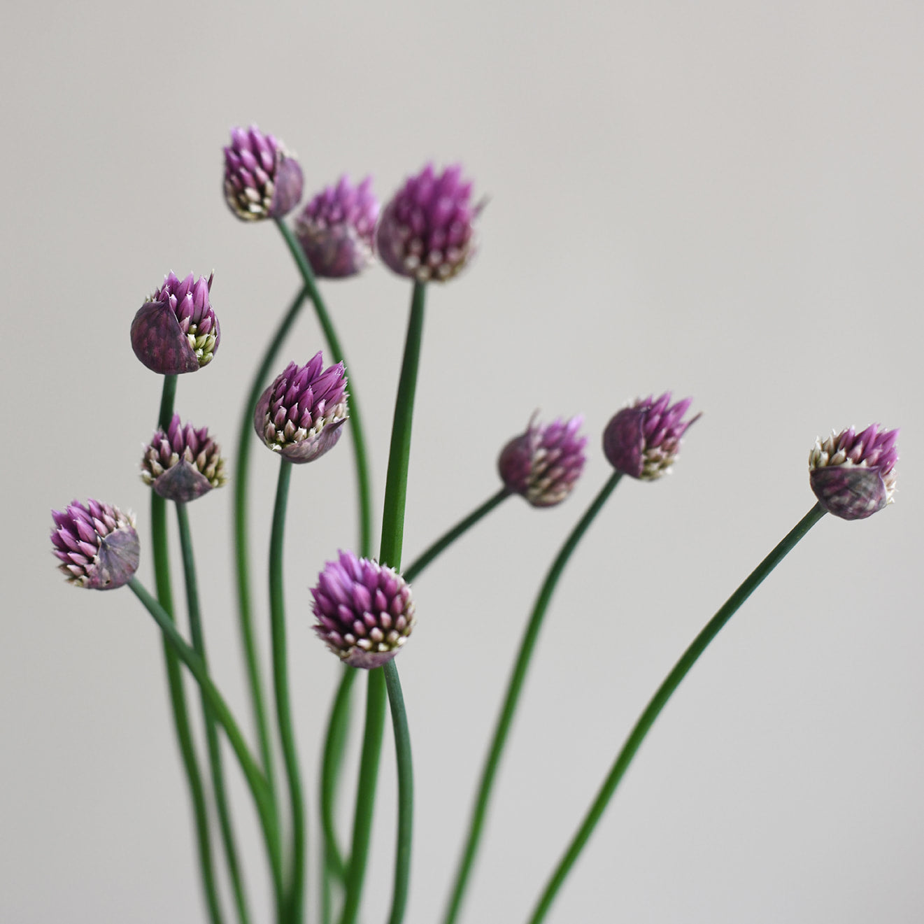 Chives Flowering