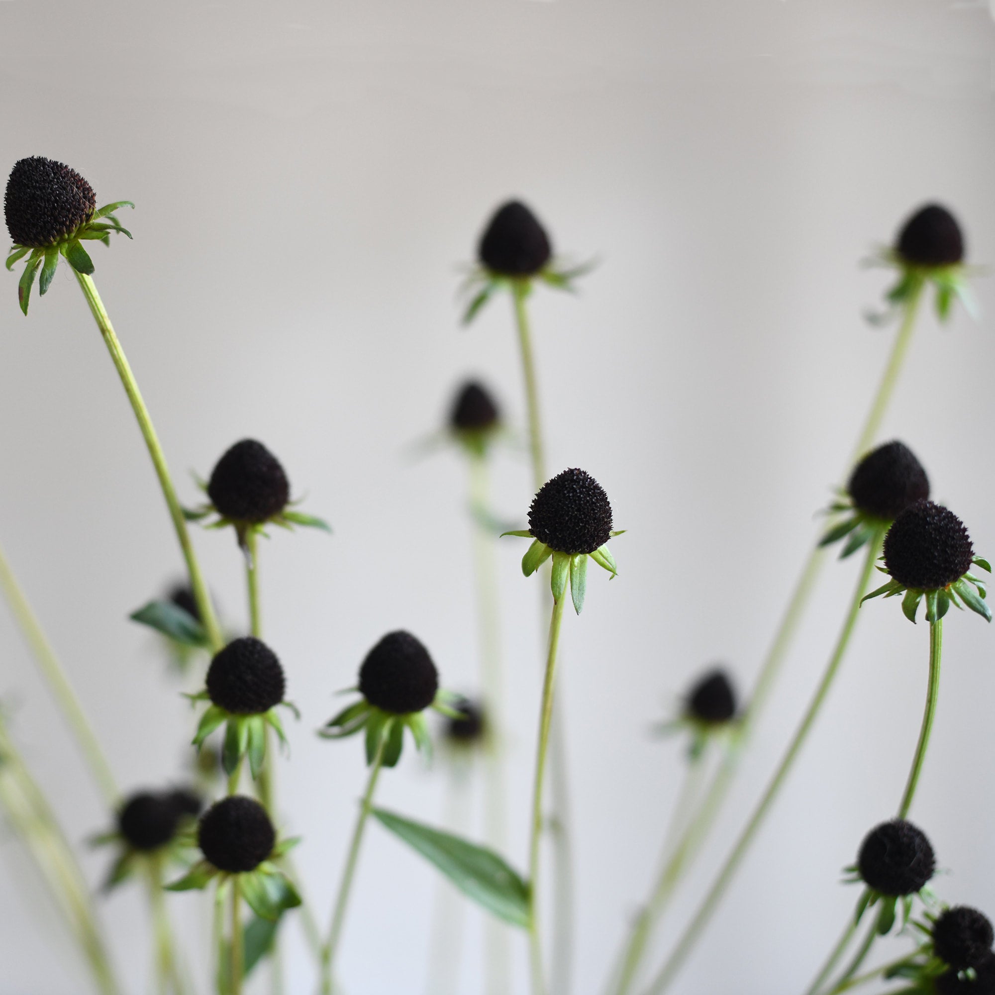 Rudbeckia Cones - Brown