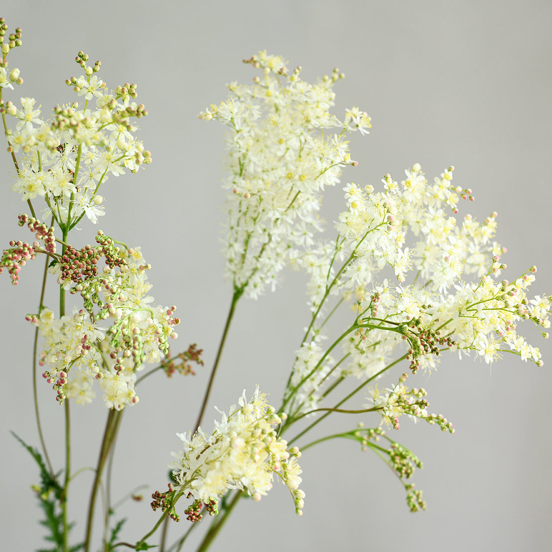 Filipendula vulgaris