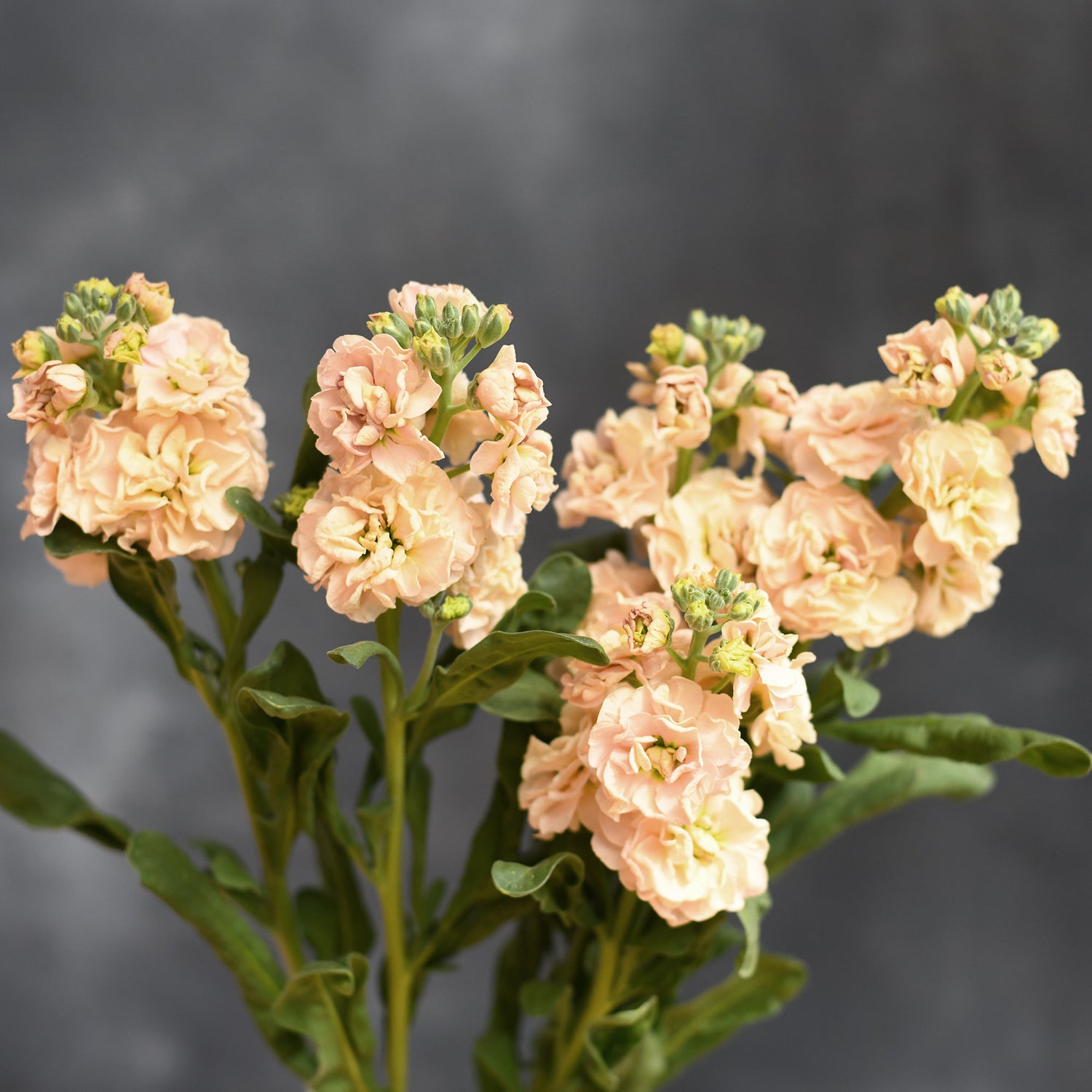 Stock - Quartet Apricot  (singles &amp; doubles)