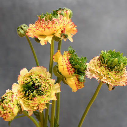 Ranunculus - Amandine Tiger (open blooms)