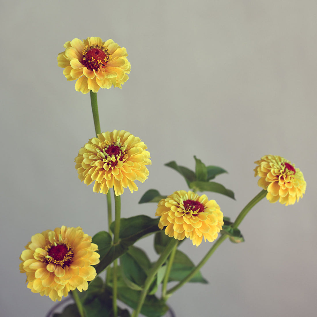 Zinnia - Queen Lemon Peach (5 stems)