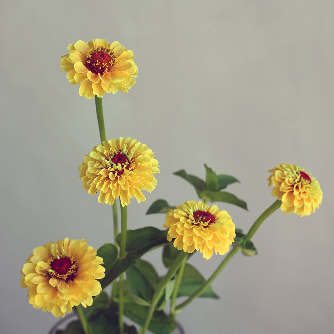 Zinnia - Queen Lemon Peach (5 stems)