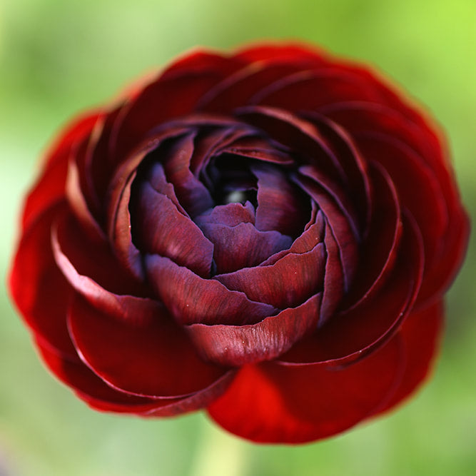 Ranunculus - La Belle Chocolate