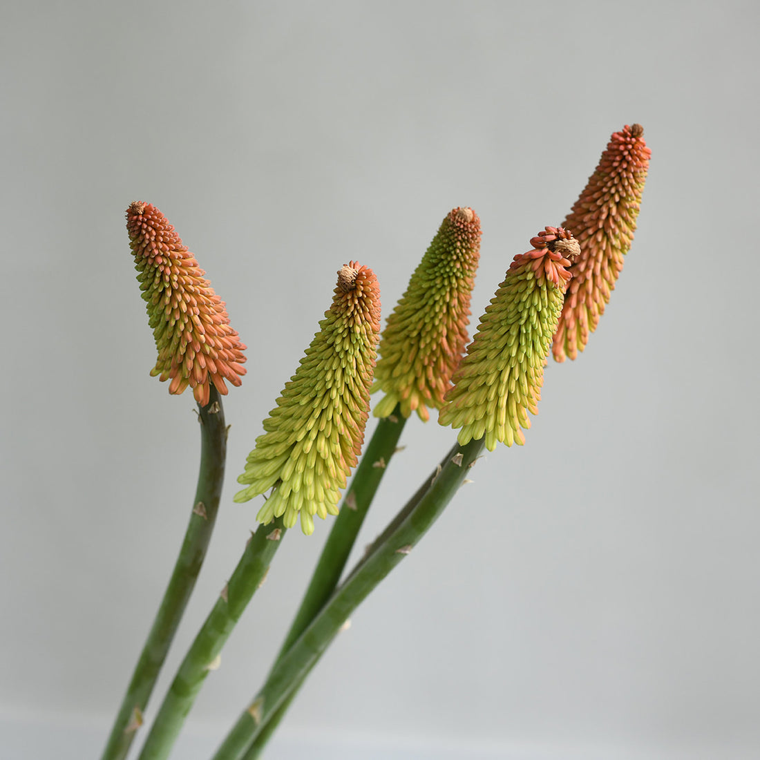 Kniphofia - Burned Orange &amp; Chartreuse