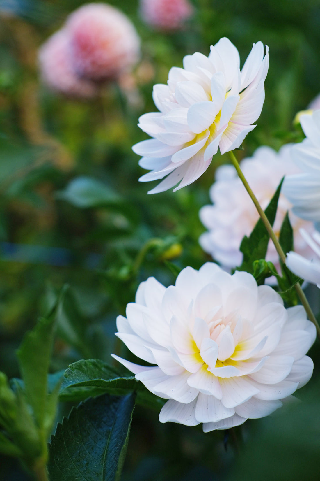 Dahlia - Kelgai Ann