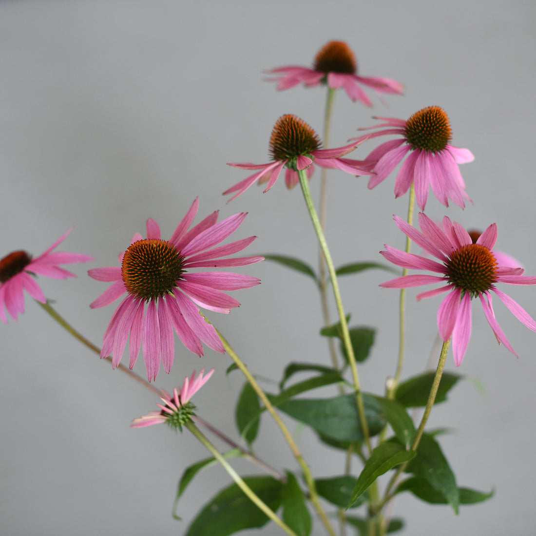 Echinacea - Pink