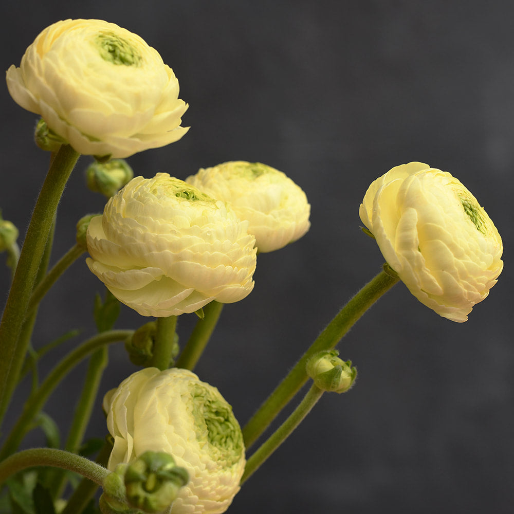 Ranunculus Cloni - Commedia