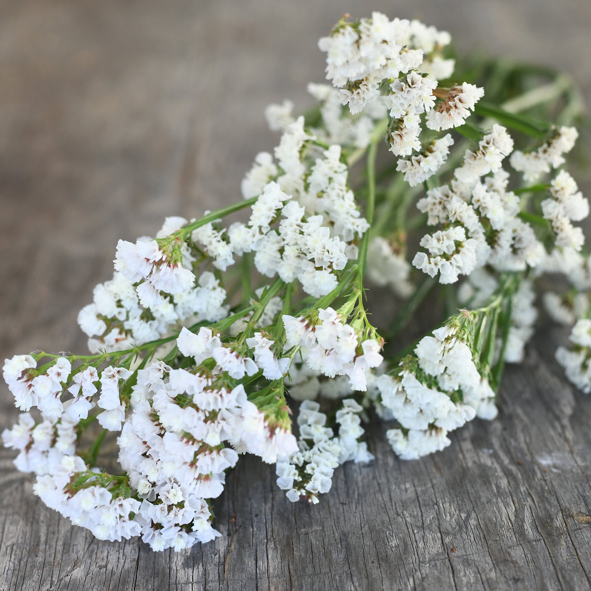 Statice - White