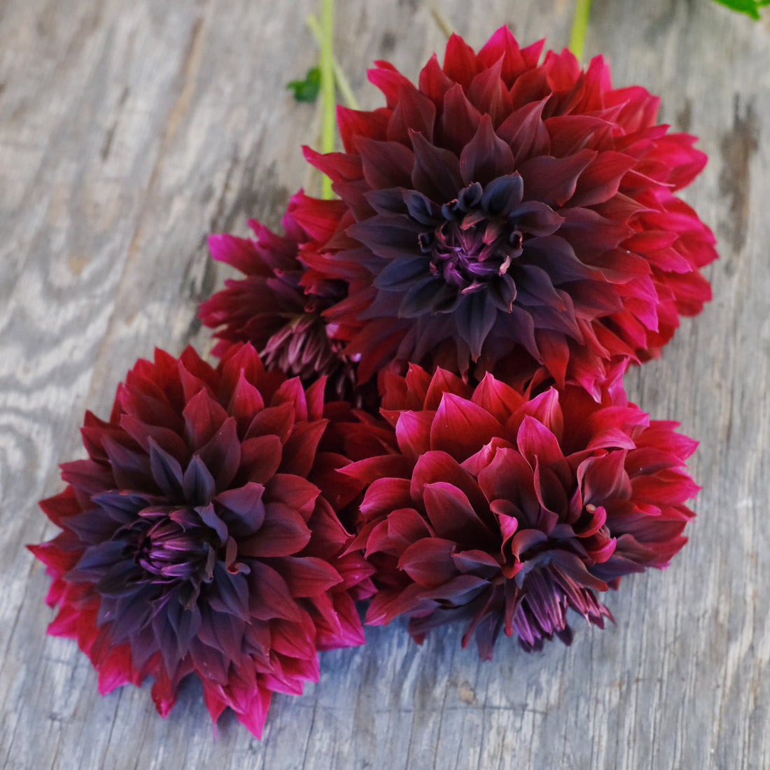 Dahlia - Bourgogne