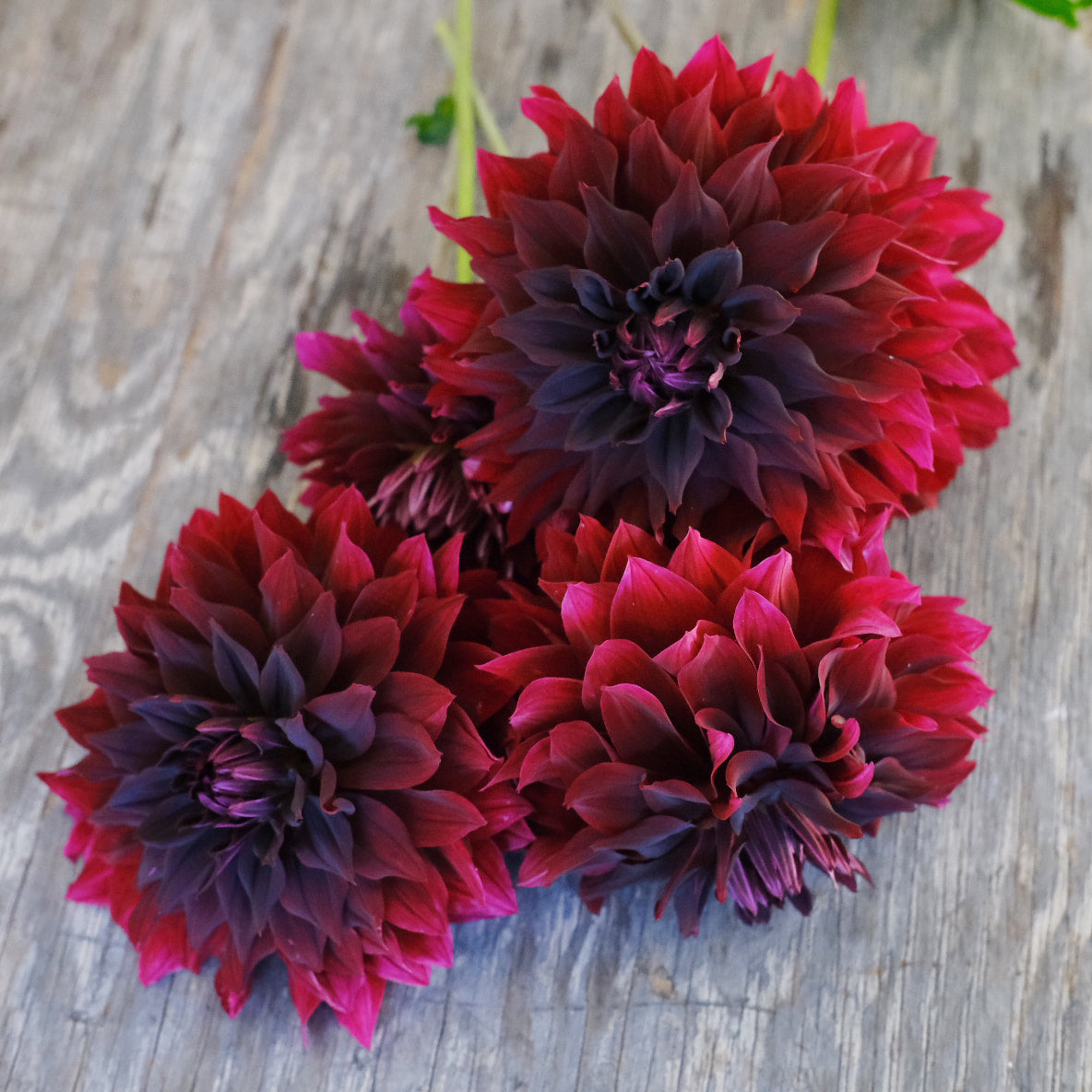 Dahlia - Bourgogne
