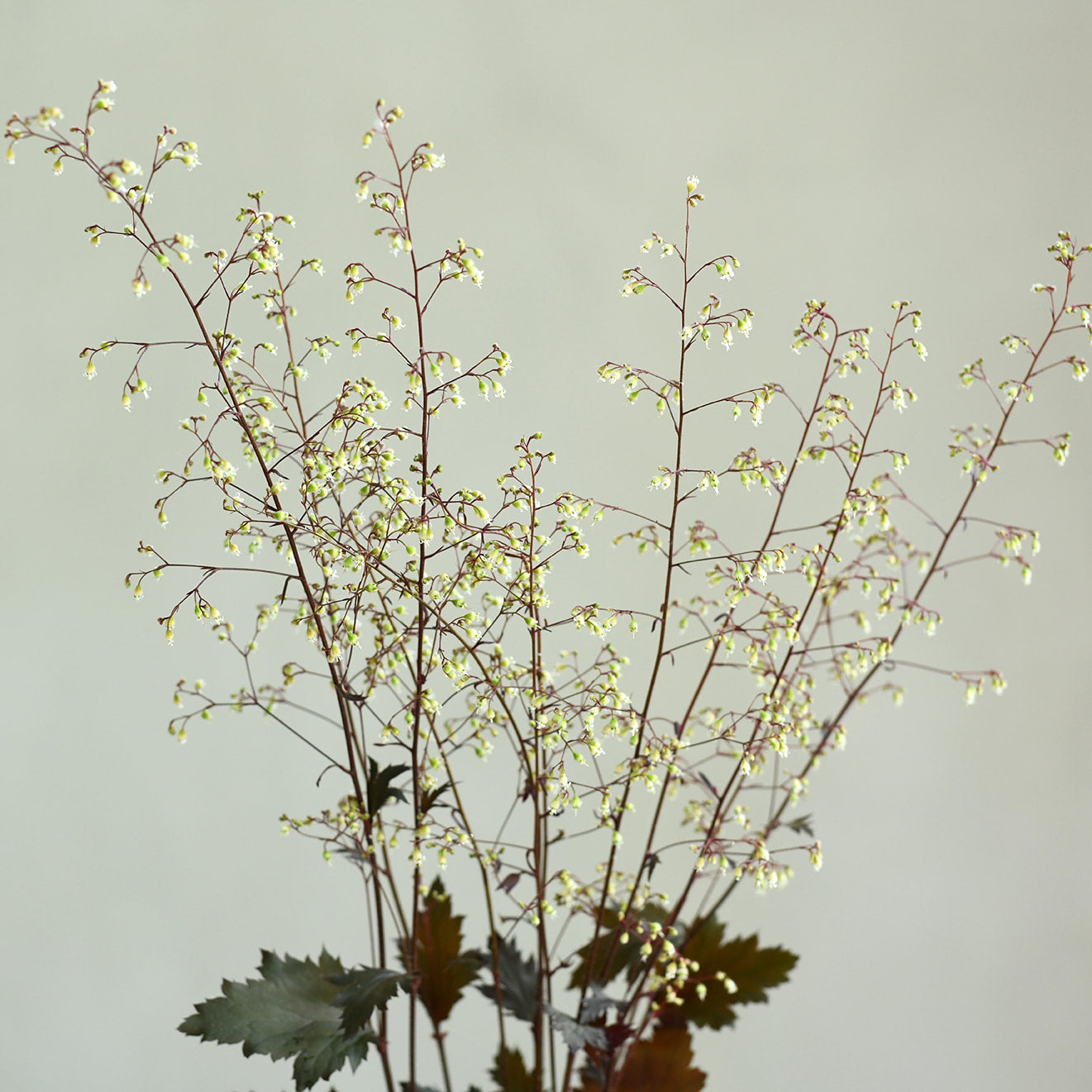 Heuchera Flowering (10 stems)
