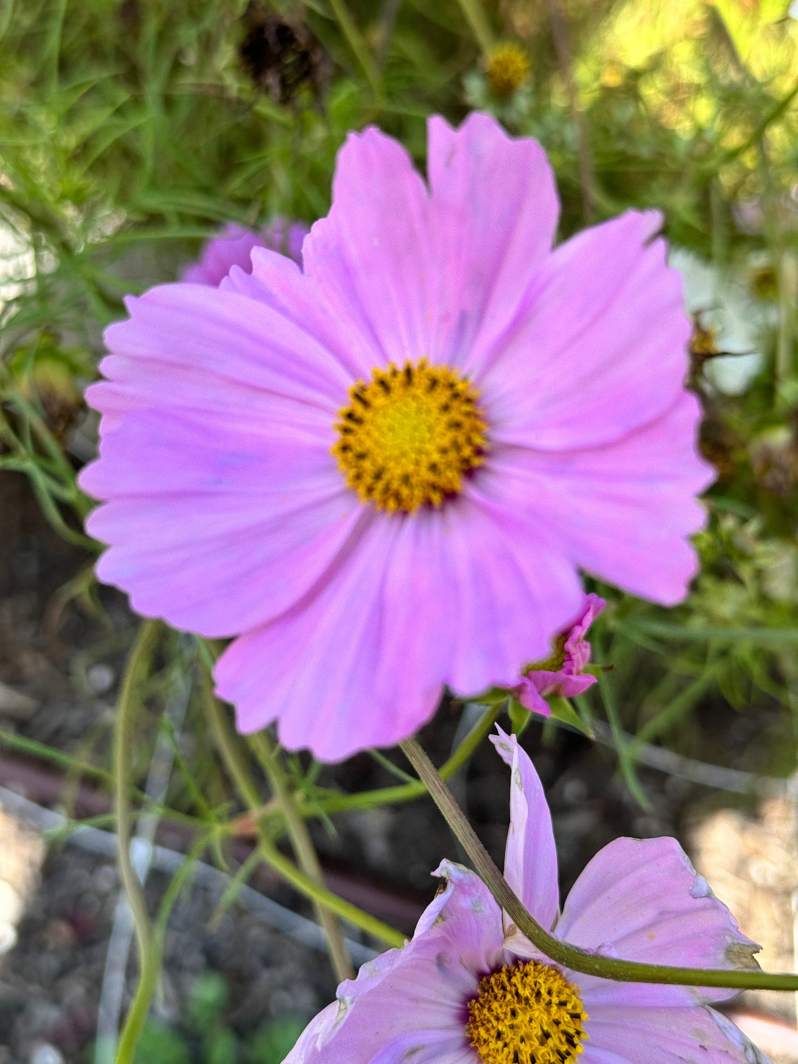 Cosmos - Pink (5 stems)