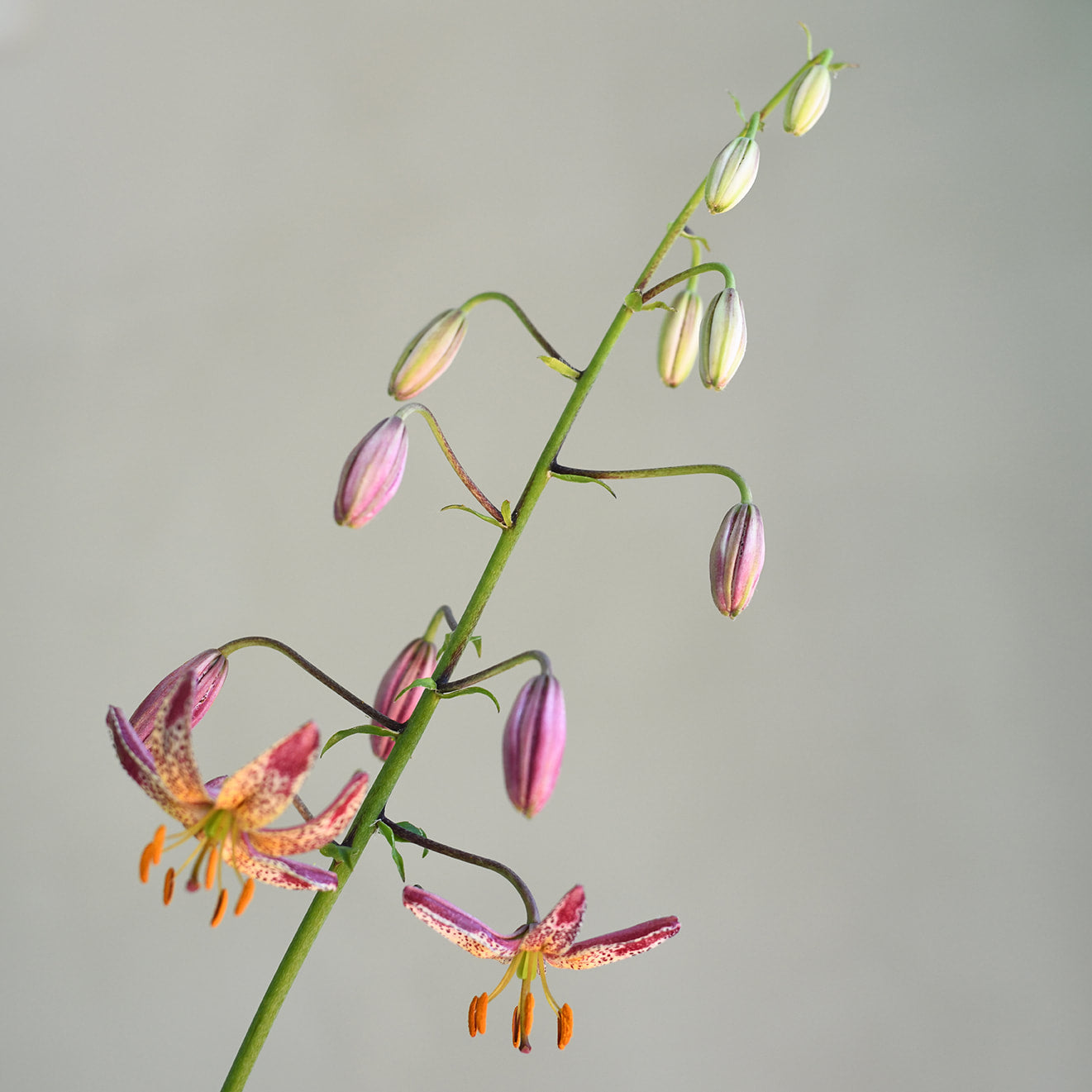 Lily Martagon - Pink Morning