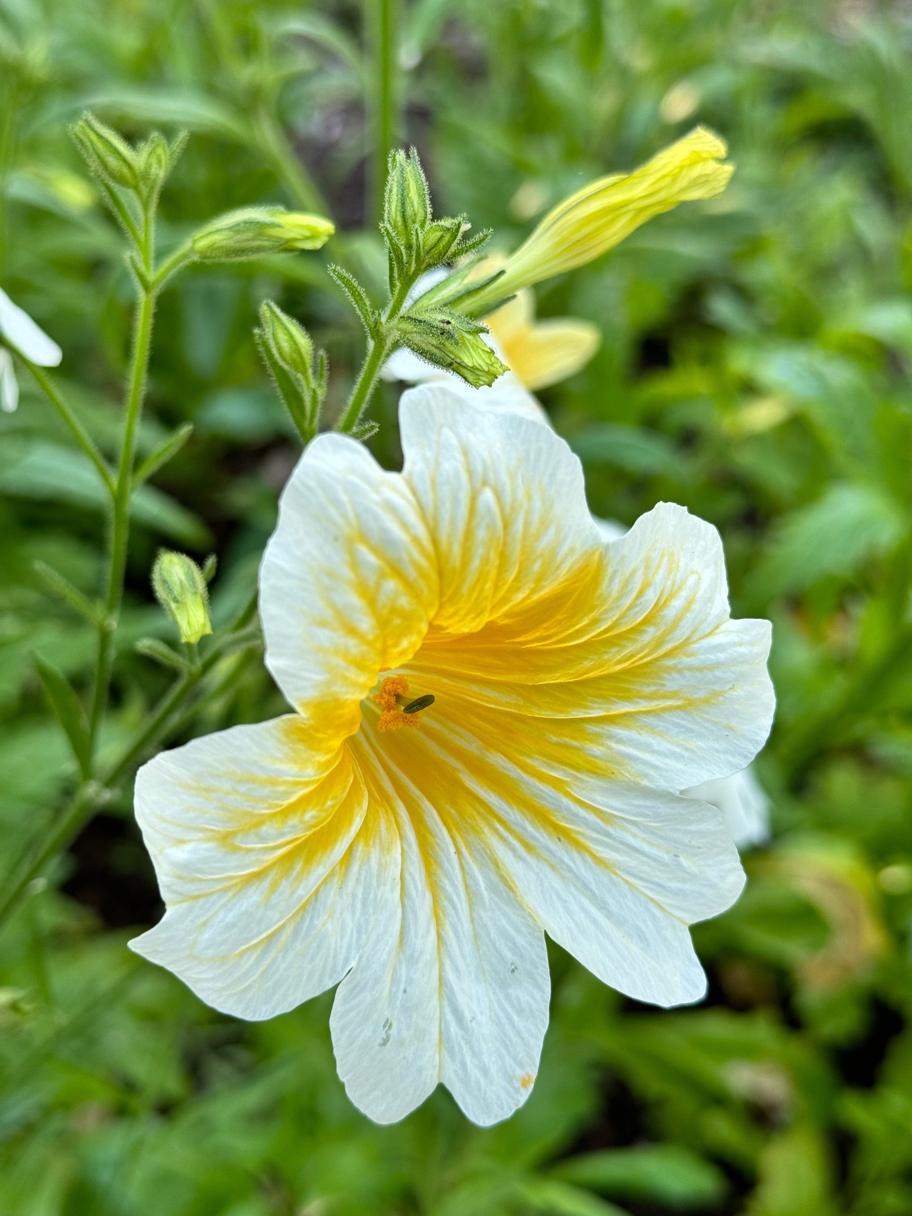 Salpiglossis - Yellow (5 stems)