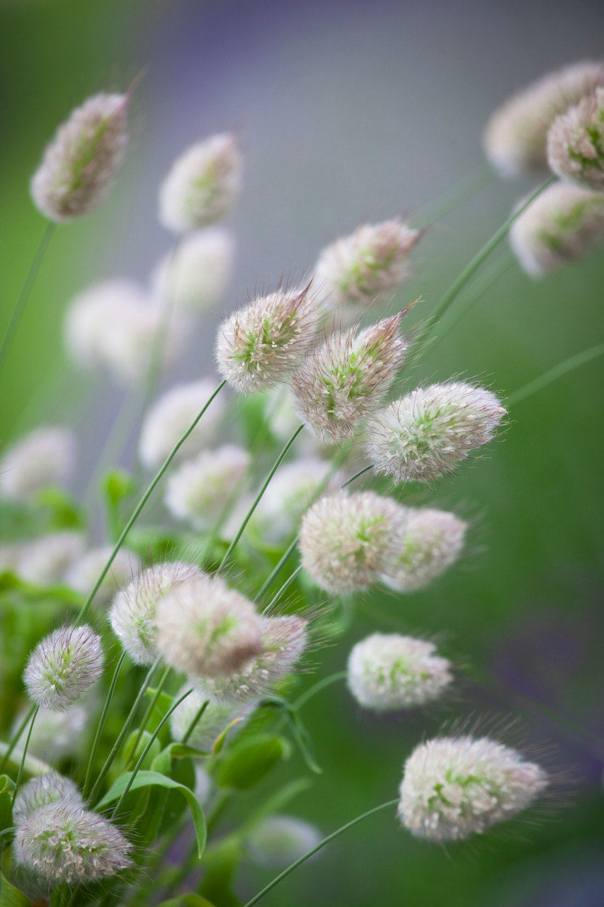 Bunny Tails (10 stems)