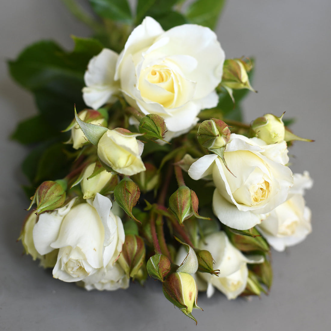 Rose - Moondance
