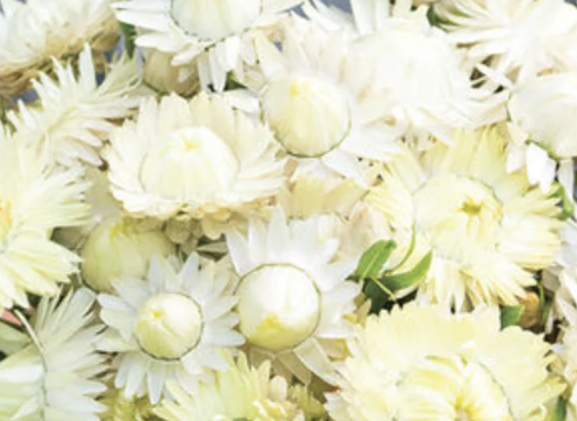 Strawflower - Creamy White (5 stems)