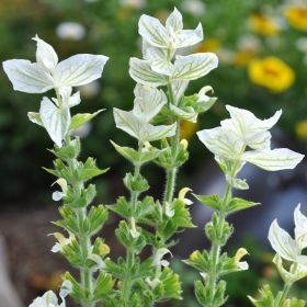 Salvia Sclarea - White Swan (5 stems)