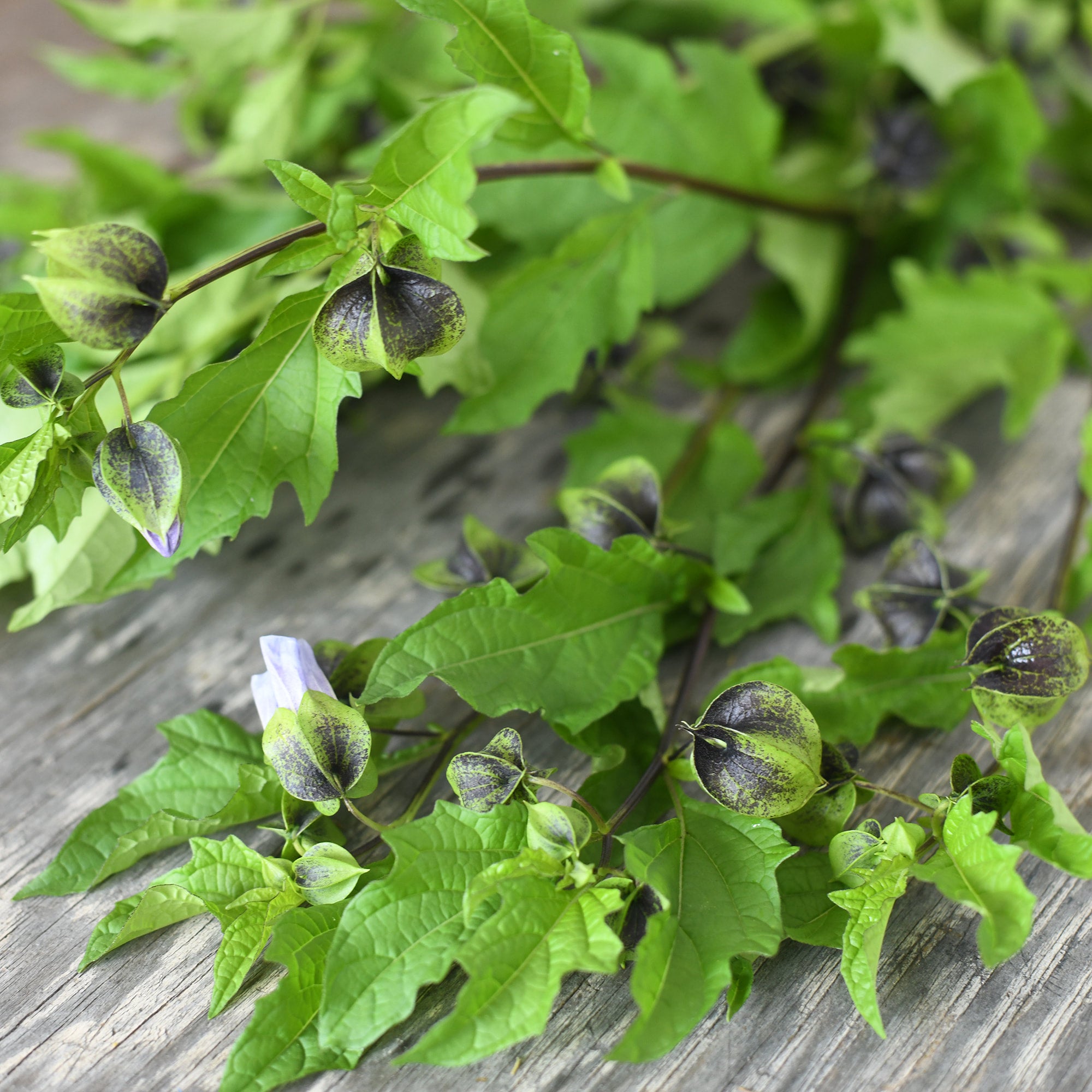 Nicandra - Apple of Peru (5 stems)