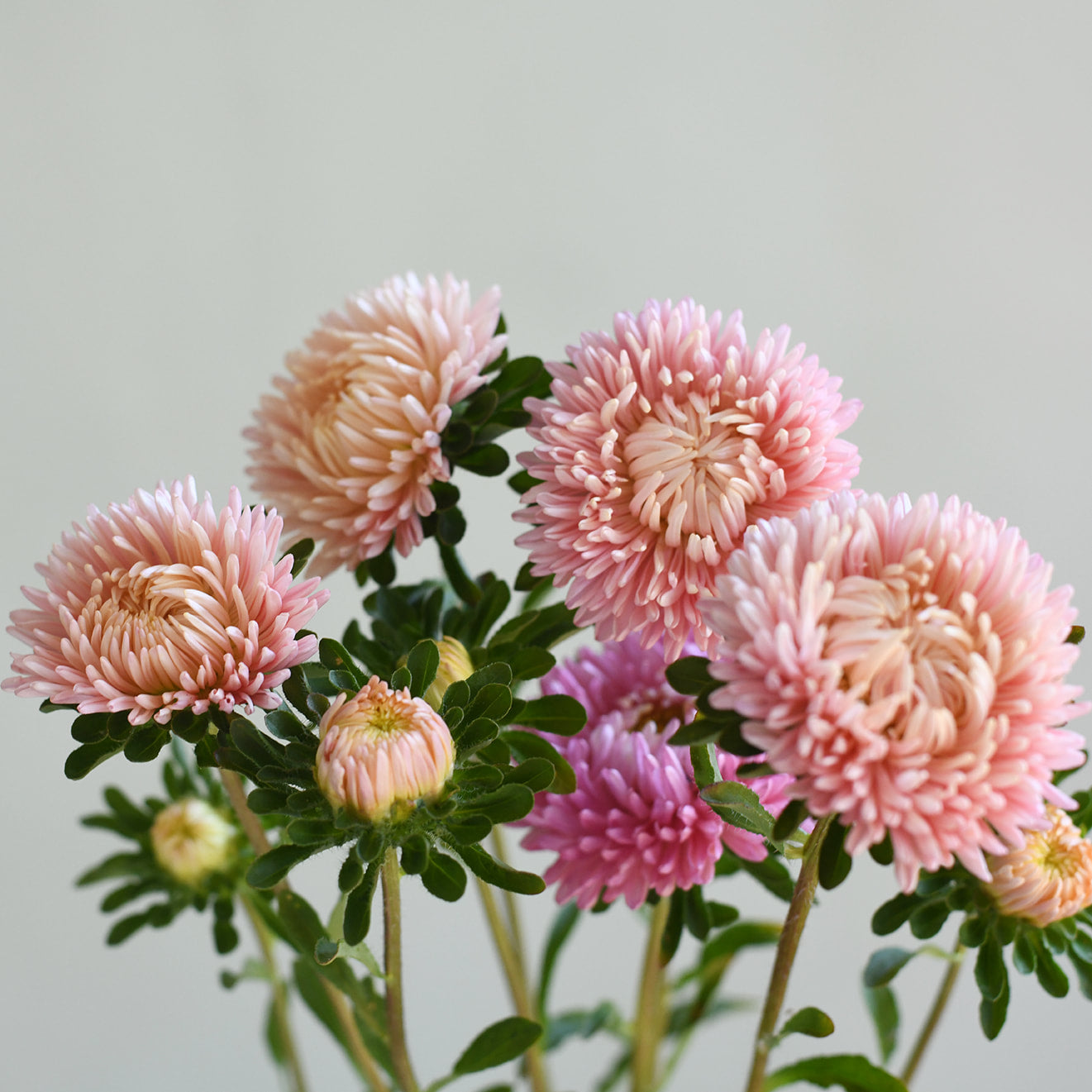 Aster - Lady Coral Salmon