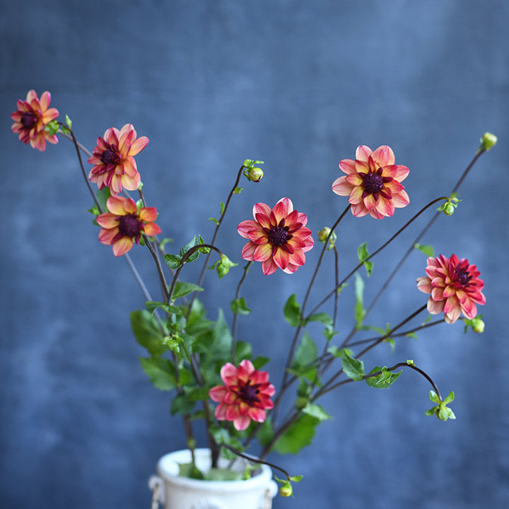 Dahlia - Normandy Painted Pearl (5 stems)