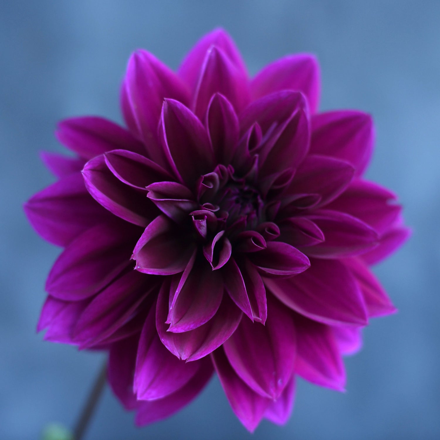 Dahlia - Thomas Edison