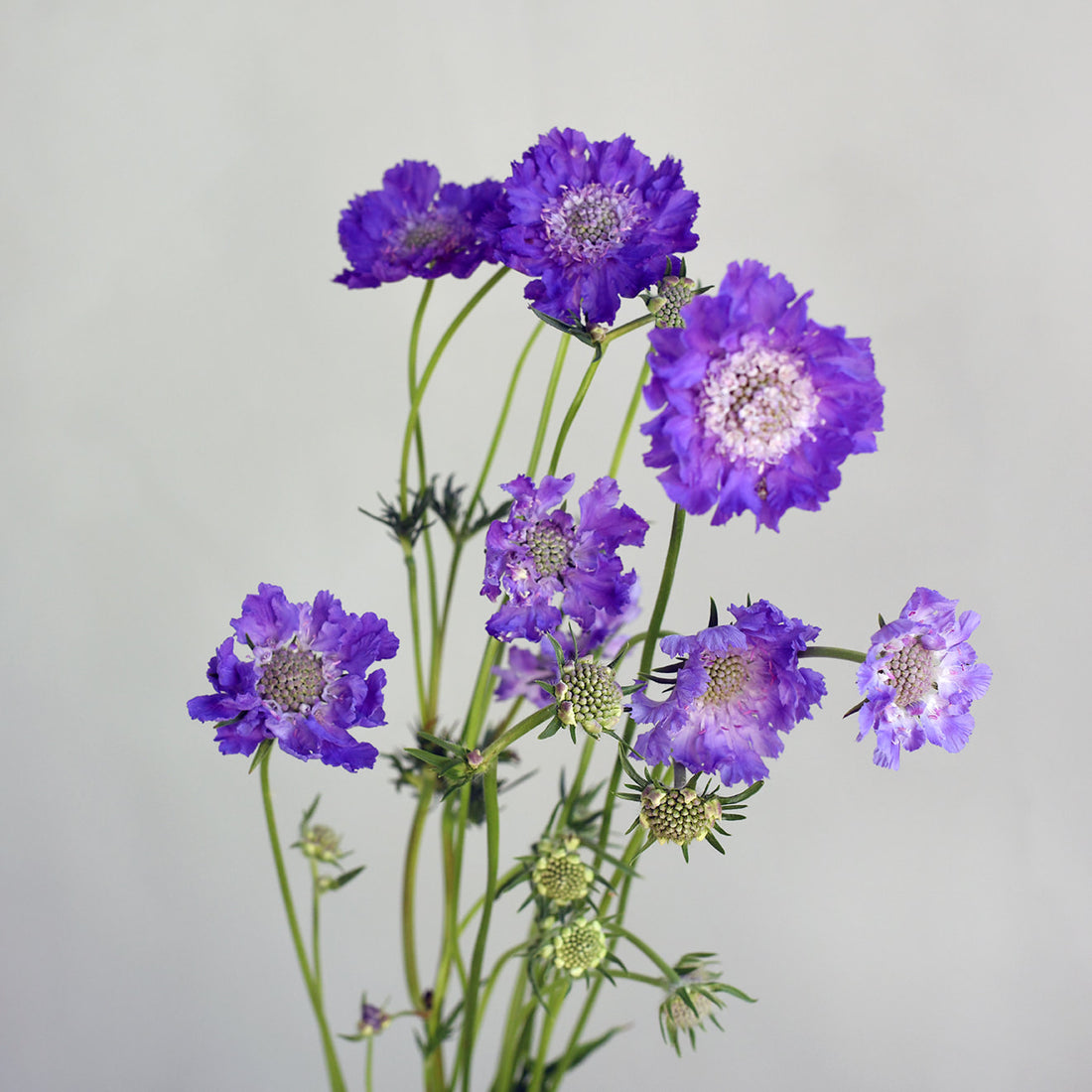 Scabiosa - Fama Blue