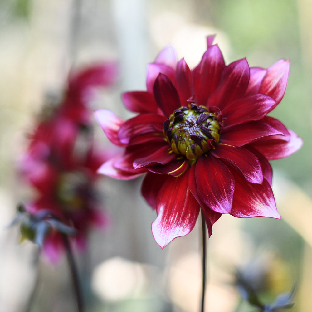 Dahlia - Darkarin