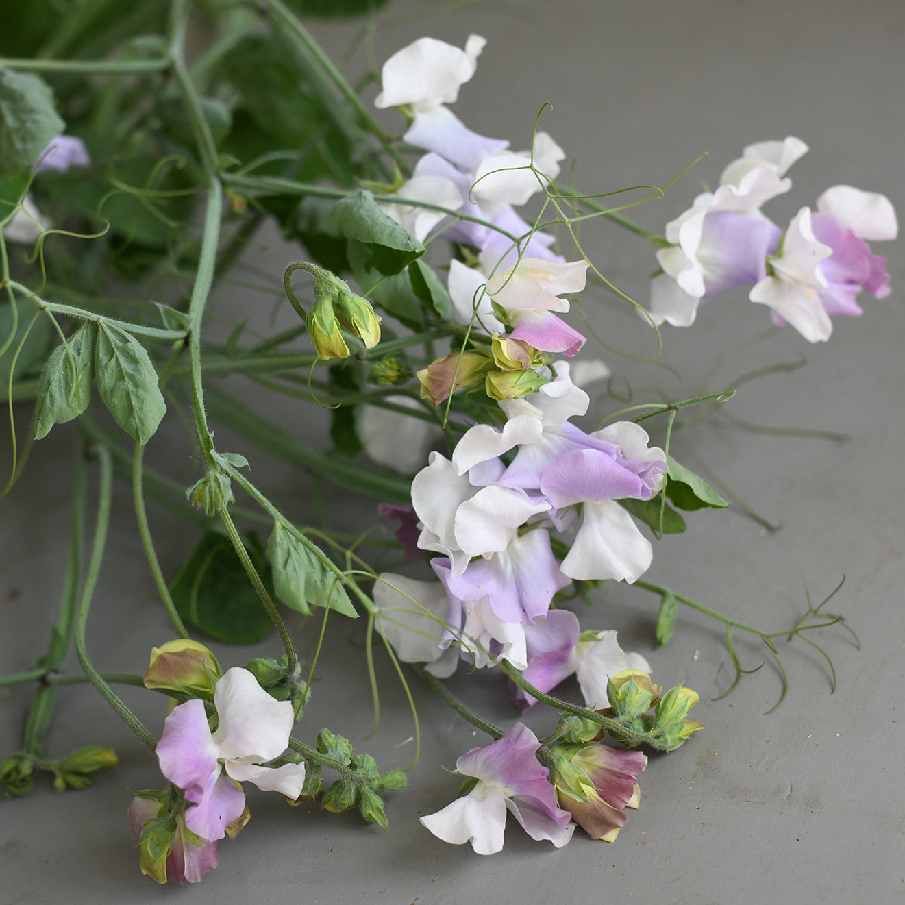 Sweet Pea, vining - Cold Steel