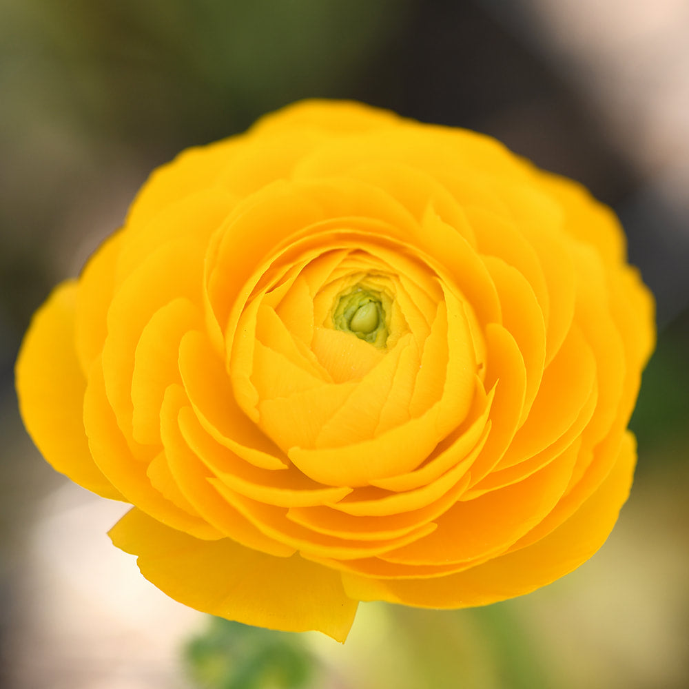Ranunculus - La Belle Gold