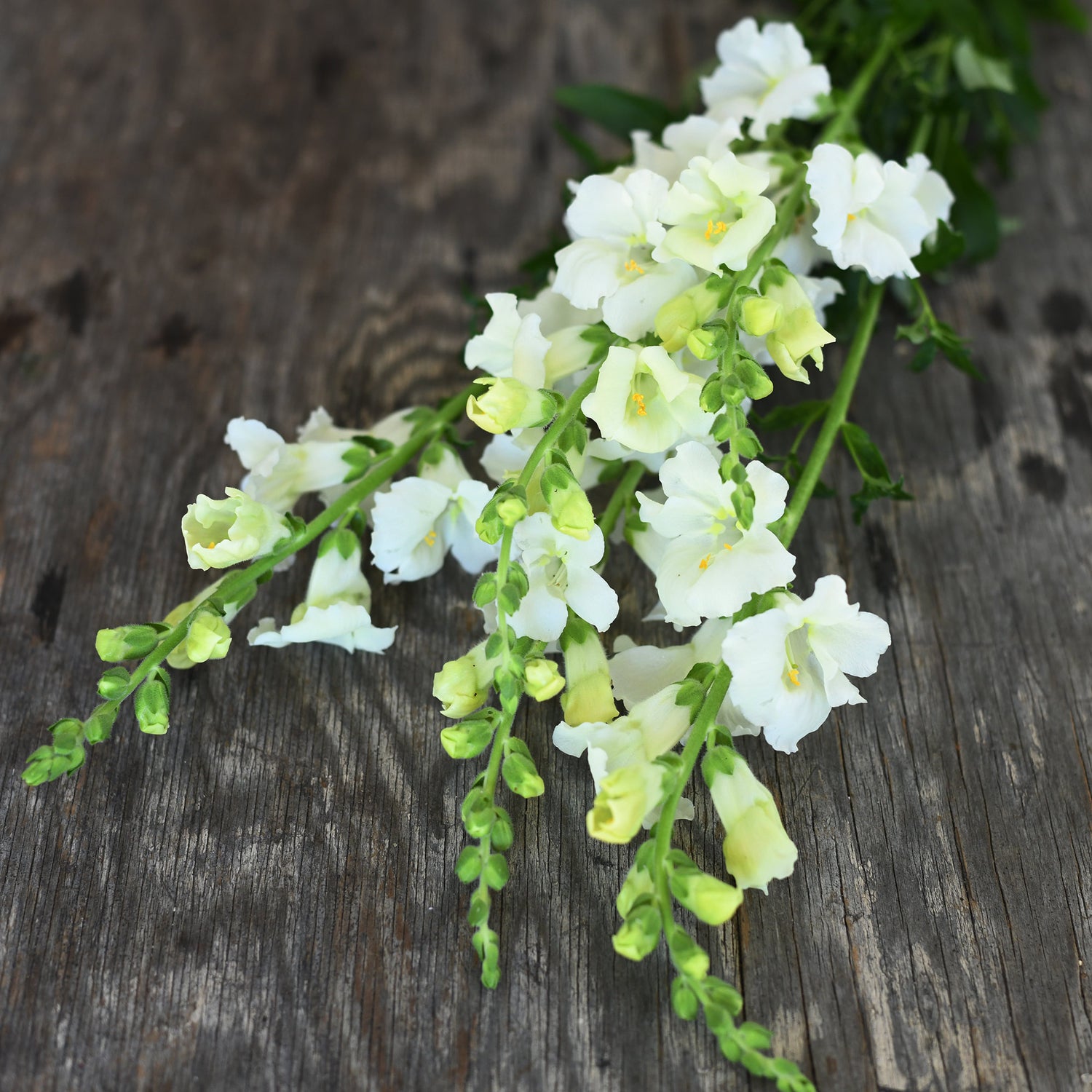 Snapdragon - Chantilly White (5 stems)