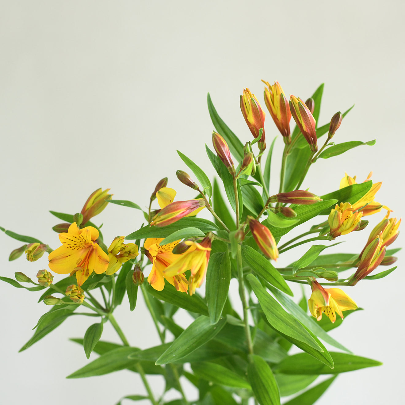 Alstroemeria - Golden Yellow